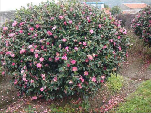 茶梅花价格