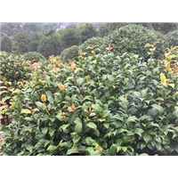 湖南茶花球