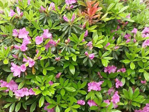 杜鹃球种植基地