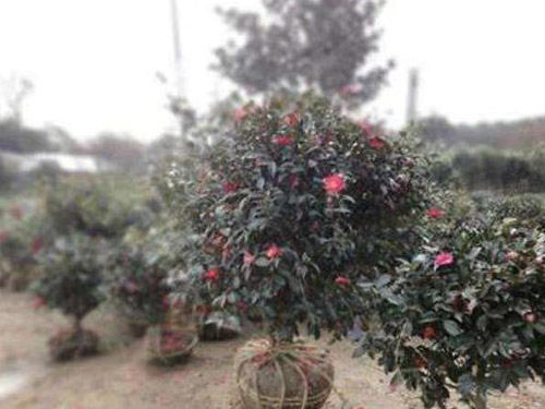 茶梅花报价