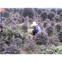 红花继木球