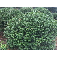 茶花球价格
