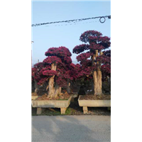 上海各种苗木供应商