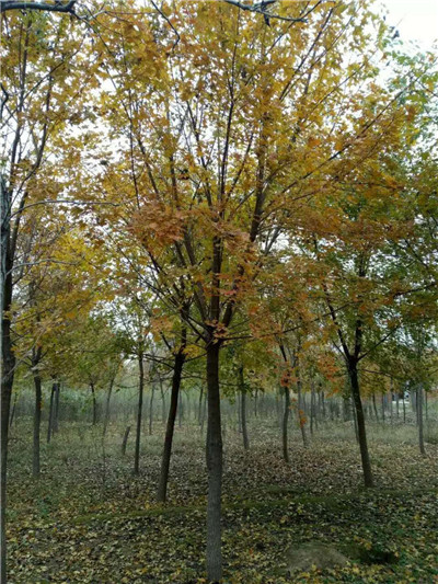 元宝枫价格
