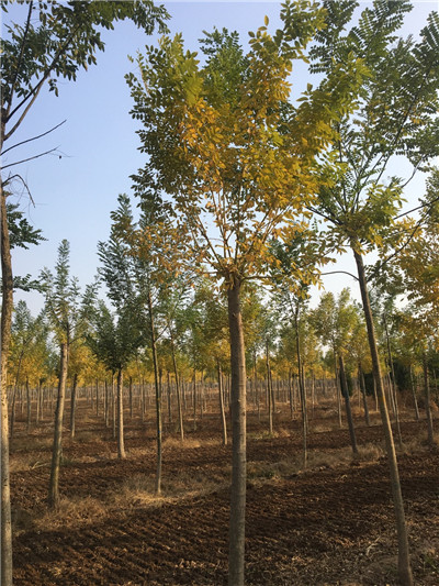 江苏金枝槐种植基地