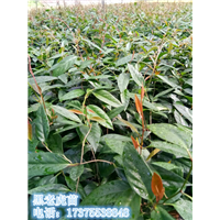通道黑老虎苗 
