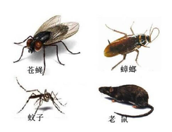 深圳除老鼠的办法-专业灭老鼠技术 
