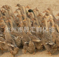 安徽蛋鸭价钱