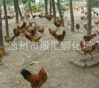 江西鸡苗批发