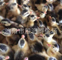 江西鸭苗价格