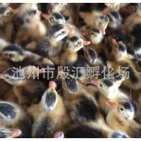 江西蛋鸭批发价