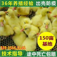 江西鹅苗养殖场