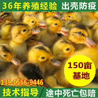 安徽蛋鸭多少钱