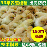 江西鸡苗哪里有