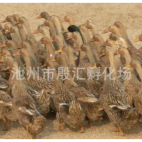 安徽蛋鸭价钱