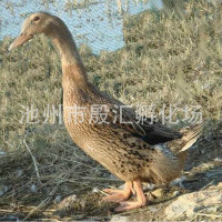 江西蛋鸭养殖场
