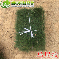 马尼拉
