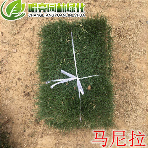 马尼拉