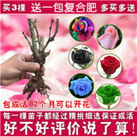 欧洲月季