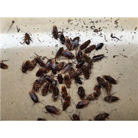 苏州灭蟑螂服务10