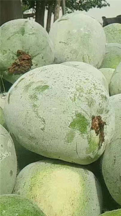 山东莘县蔬菜基地 