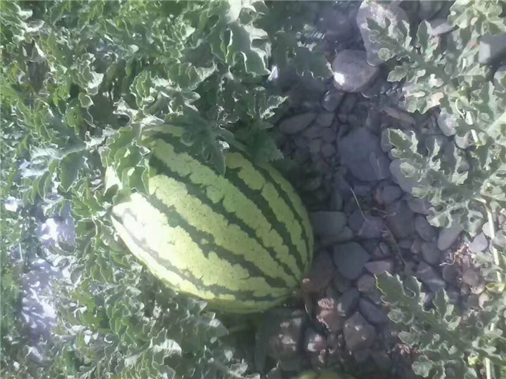 山东莘县蔬菜价格咨询 