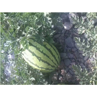 山东莘县蔬菜价格咨询 