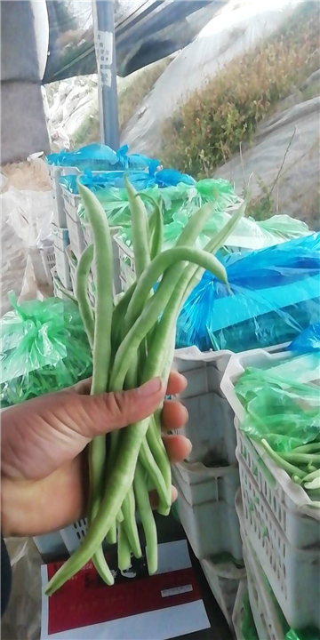 山东莘县蔬菜代办电话 