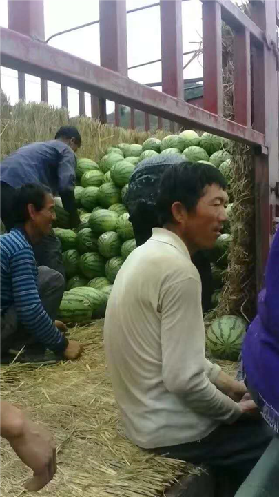 山东莘县西瓜代办电话 