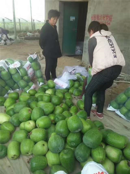 山东莘县西瓜代办电话多少 