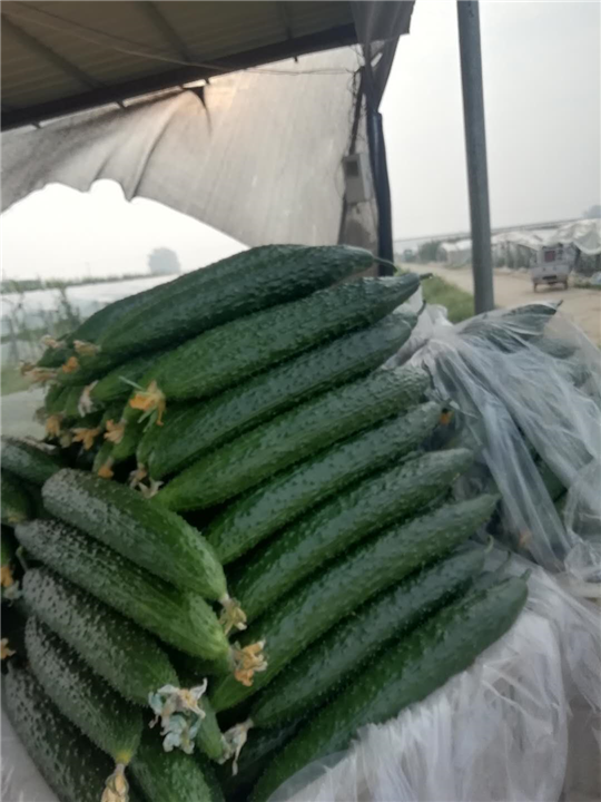 山东莘县蔬菜价格 