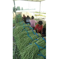 山东莘县西瓜代办电话 