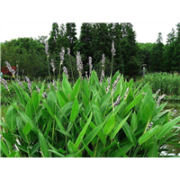 浙江水生植物￥杭州水生植物