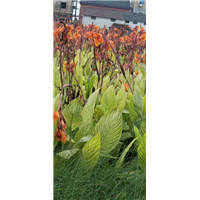 浙江水生植物￥杭州水生植物