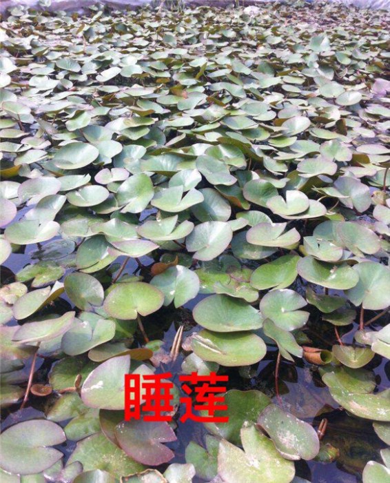 浙江水生植物￥杭州水生植物