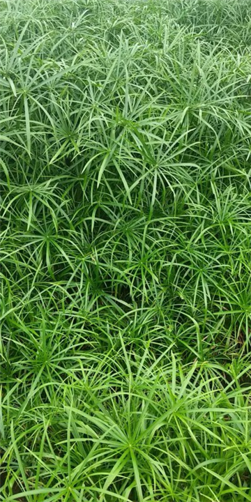 浙江水生植物￥杭州水生植物