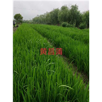 浙江水生植物￥杭州水生植物