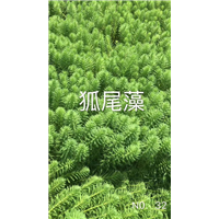 浙江水生植物￥杭州水生植物