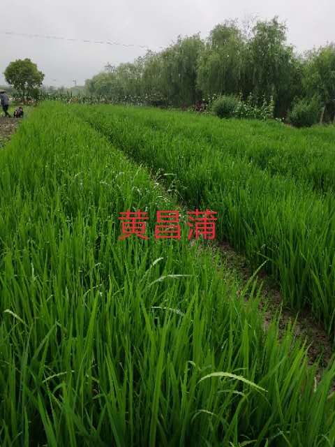 浙江水生植物￥杭州水生植物