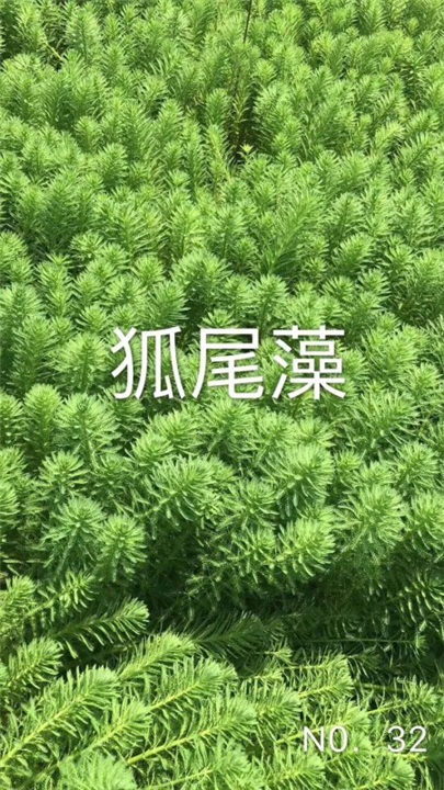 浙江水生植物￥杭州水生植物