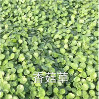 浙江水生植物￥杭州水生植物