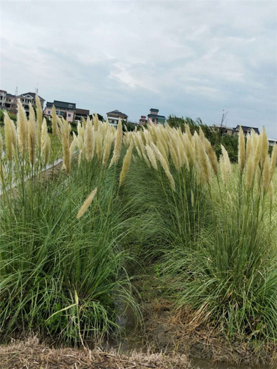 浙江水生植物￥杭州水生植物