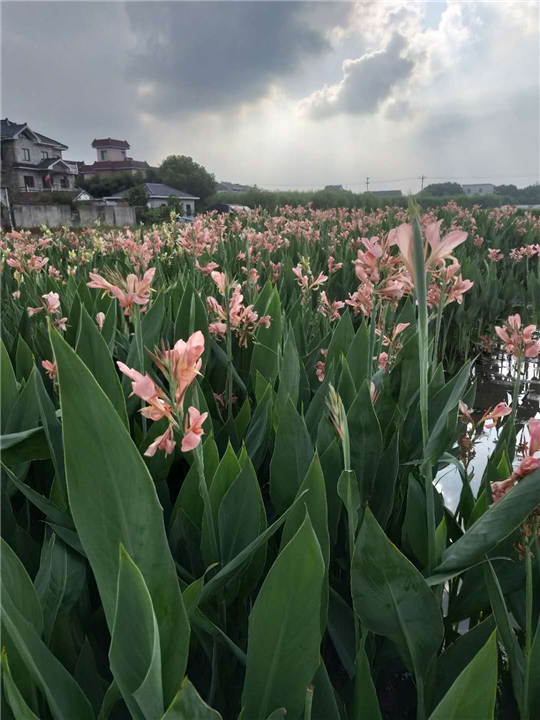 浙江水生植物￥杭州水生植物