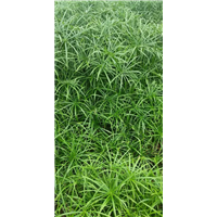 浙江水生植物￥杭州水生植物