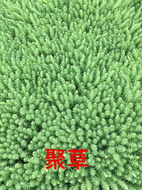 浙江水生植物￥杭州水生植物