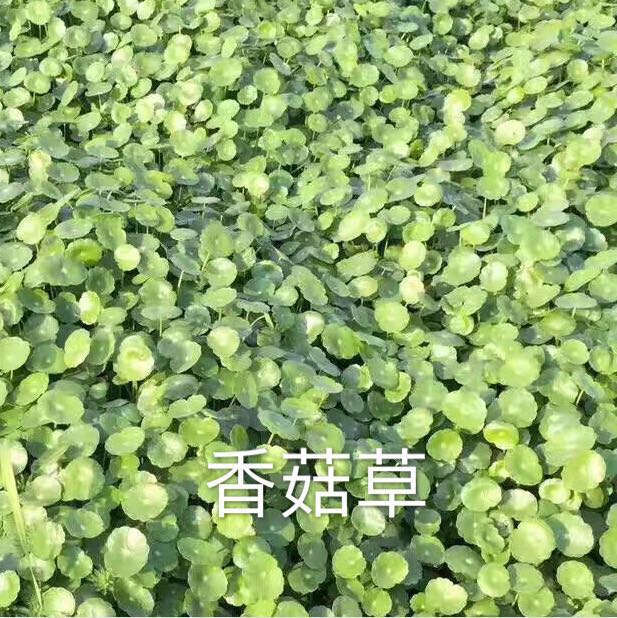 浙江水生植物￥杭州水生植物