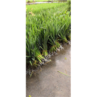 浙江水生植物￥杭州水生植物