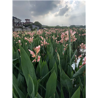 浙江水生植物￥杭州水生植物