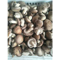香菇