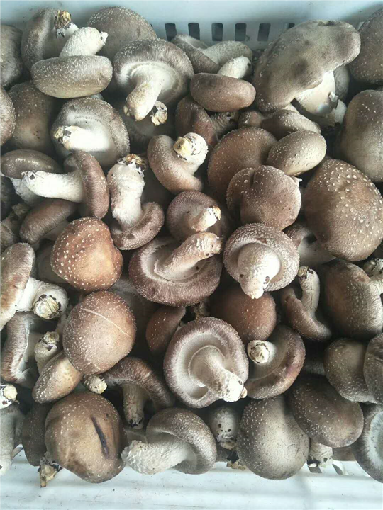 香菇 